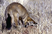 Fanta auf Beutesuche