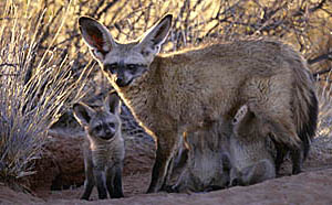 Fanta feeding puppies