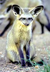 Bat-eared fox